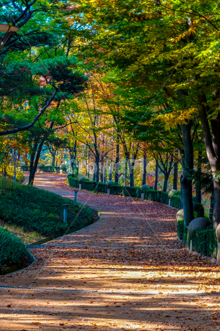 가을,단풍,화성,남양,성지,산책,길,아침