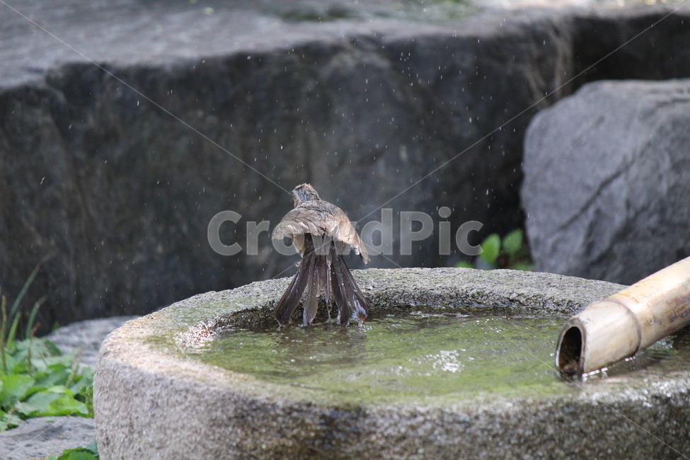 animal,bird,accipiter,shower,water,동물,새,매,샤워,물,목욕,동물,animal,조류,새,birds