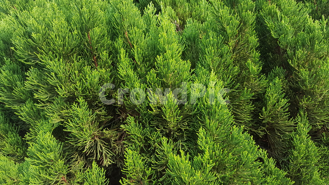나무,자연,초록,나무잎,숲,초원,식물,자연,plants,nature