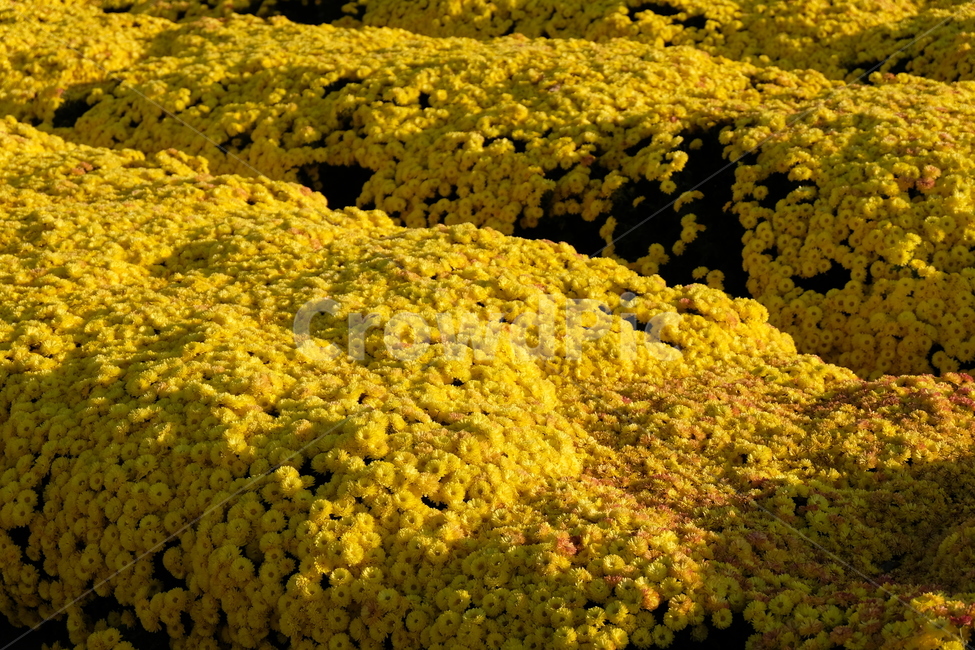 국화,노란국화,꽃,자연,풍경,chrysanthemum,flower,nature,식물