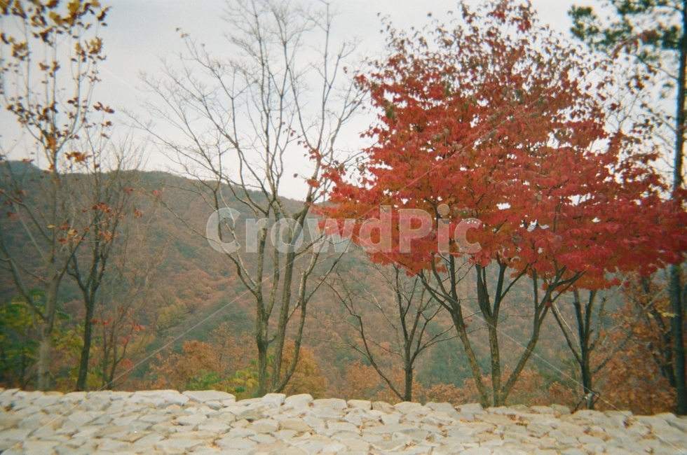 가을,단풍나무,나무,감성,식물,단풍,plant,tree,maple