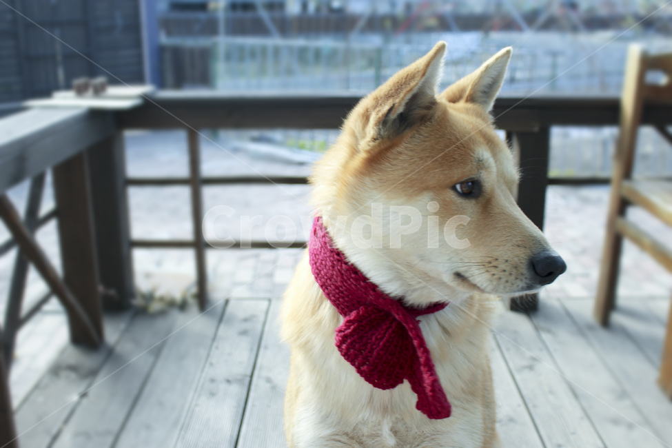반려견,동물,진돗개,강아지,황구,동물,animal,포유류,mammal,개,강아지,dog,doggy