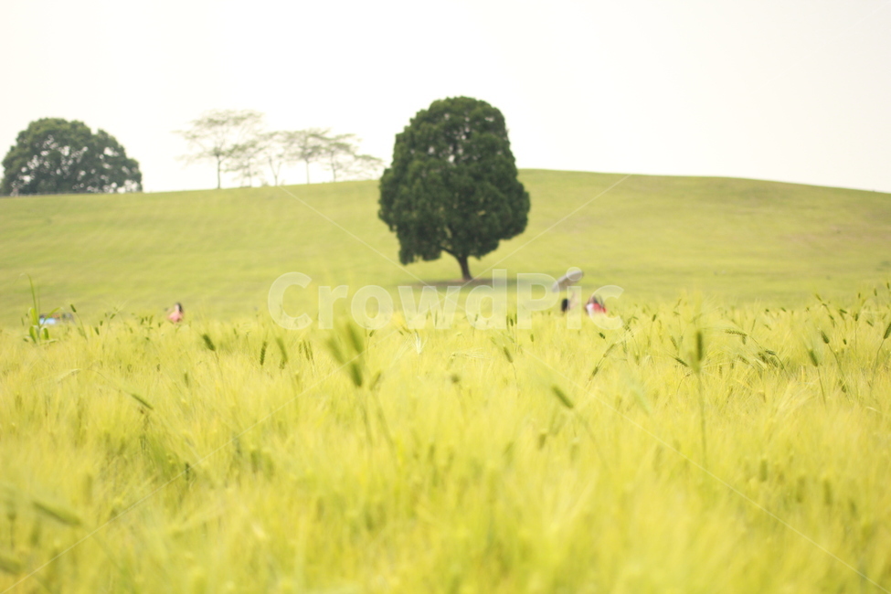 나무,공원,청보리,동산,자연,자연,풍경,nature,landscape,식물,plants,나무,trees,wood,감성,sensible,feeling,휴식,힐링,rest,relaxation,healing,tree,plant