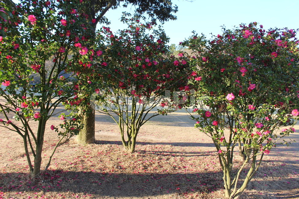 봄,동백,동백나무,나무,동백꽃,동백군락,식물,봄,계절,spring,season,식물,자연,plants,nature,꽃,flower,나무,trees,wood,plant,blossom