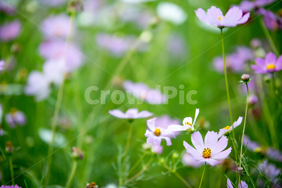 plant,식물,flower,꽃,blossom,코스모스,cosmos,가을,계절,fall,autumn,season,식물,자연,plants,nature,꽃,flower