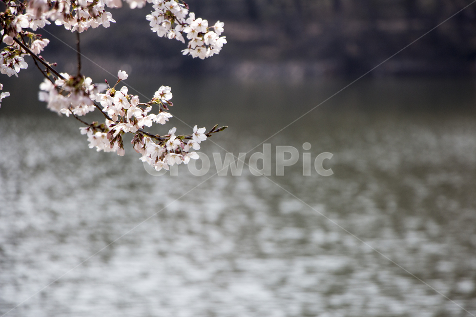 벚꽃,벚나무,꽃,호수,연못,물결,봄,봄,계절,spring,season,자연,풍경,nature,landscape,plant,식물,blossom,flower