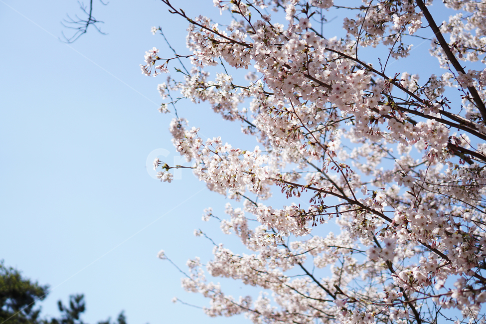 꽃,벚꽃,풍경,계절,자연,하늘,나무,감성,식물,flower,cherryblossoms,season,plants,nature,sensible,feeling,식물,자연,plants,nature,꽃,flower