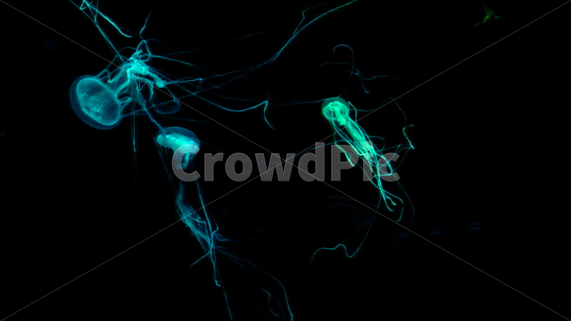 해파리,jellyfish,동물,animal,무척추동물,해양생물,sealife,colorful,green,blue,color,동물,animal