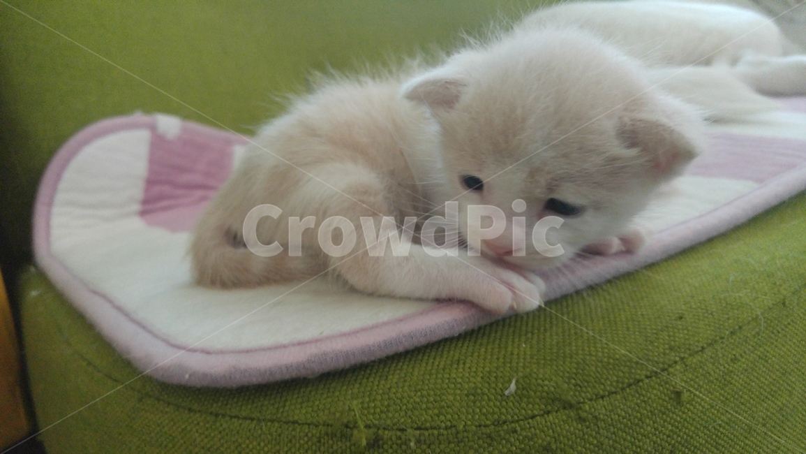 아기고양이,귀여운고양이,새끼고양이,이쁜고양이,집고양이,동물,animal,포유류,mammal,고양이,cat,kitten,kitty
