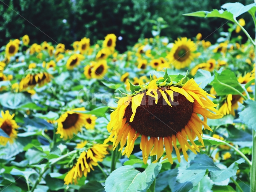 꽃,해바라기,숭배,flower,sunflower