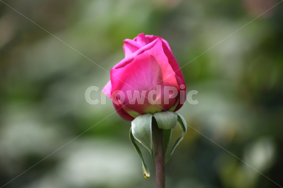 장미,꽃,봄,덩굴식물,rose