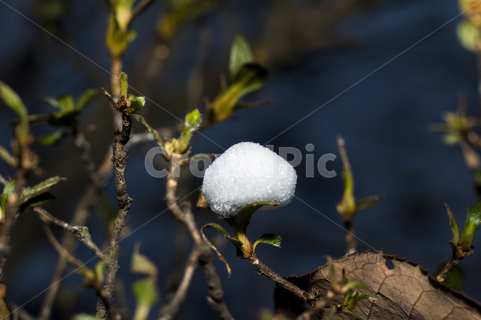 nature,자연,ice,빙,outdoors,옥외,눈,눈꽃,초겨울,소복히,겨울,계절,winter,season