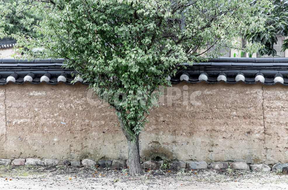 기와,담장,담벼락,전통,고택,한국전통,한국문화,korean traditional,korean culture,식물,자연,plants,nature,나무,trees,wood,건축물,건물외관,exterior,building,structure,architecture,construction