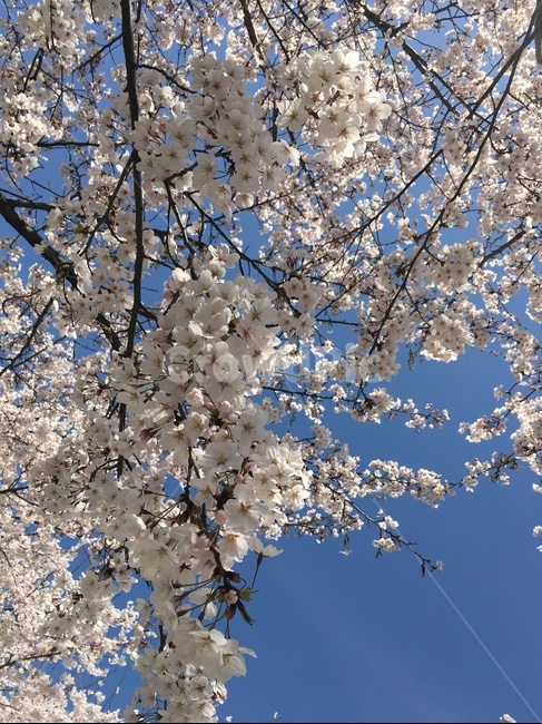 벚꽃,꽃,봄,하늘,벚꽃길,꽃놀이,꽃하늘,벚꽃하늘,햇살,풍경,봄,계절,spring,season,자연,풍경,nature,landscape,plant,식물,blossom,flower