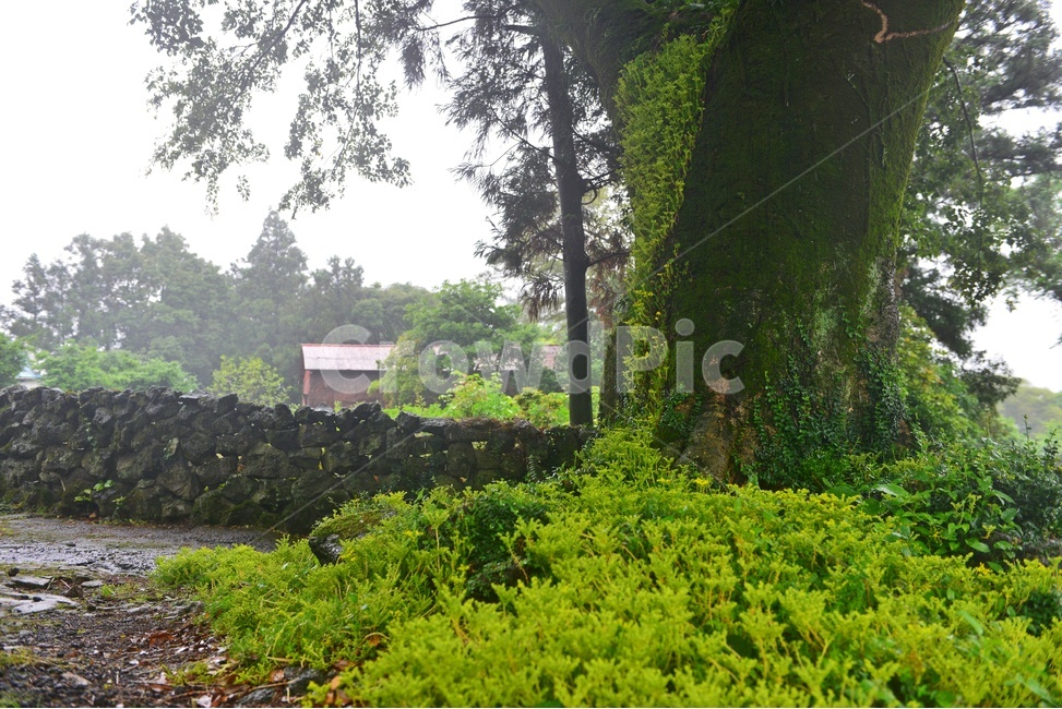 scenery,풍경,outdoors,옥외,landscape,경치,plant,식물,tree,나무,grassland,목초지,nature,자연,treetrunk,나무줄기,제주도,길,돌담장,담장,제주돌담장