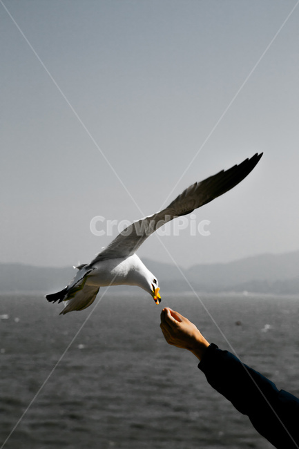 갈매기,동물,감성,아날로그,analog,sunset,해질녘,일몰,해넘이,flying,새,휴먼,human