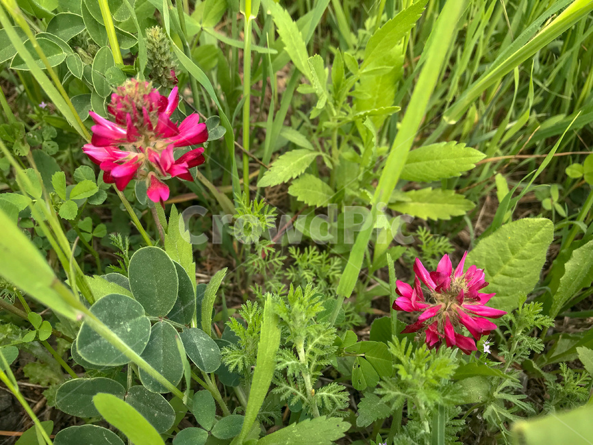 칵스헤드,빨간,꽃,빨간꽃,야생화,flower,달구지풀,들꽃