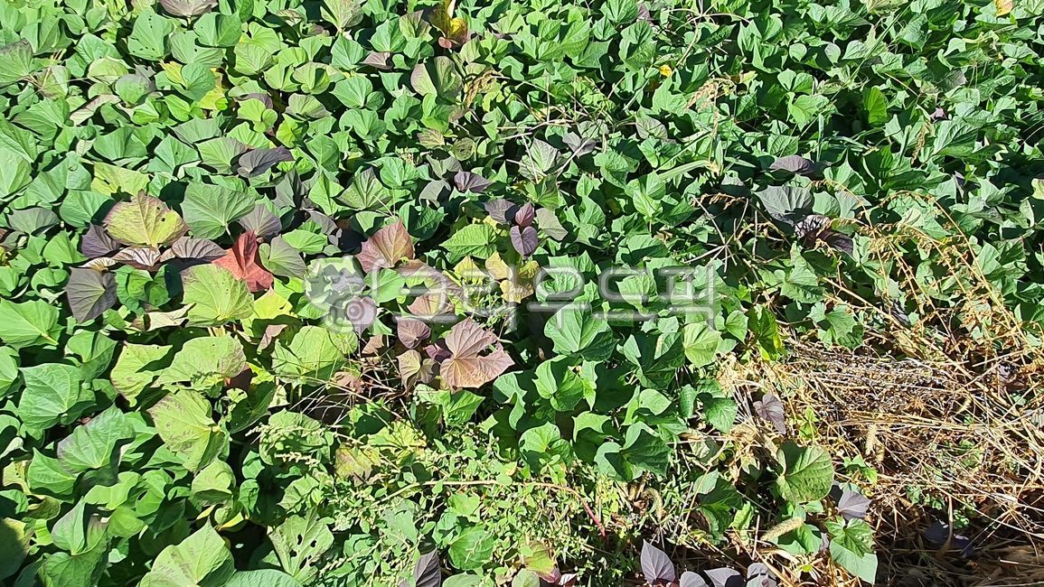 식물,자연,시골,고구마,고구마밭,농사