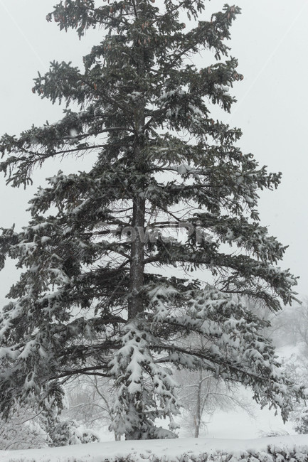 tree,전나무,snow,winter,겨울,러시아,볼고그라드,눈