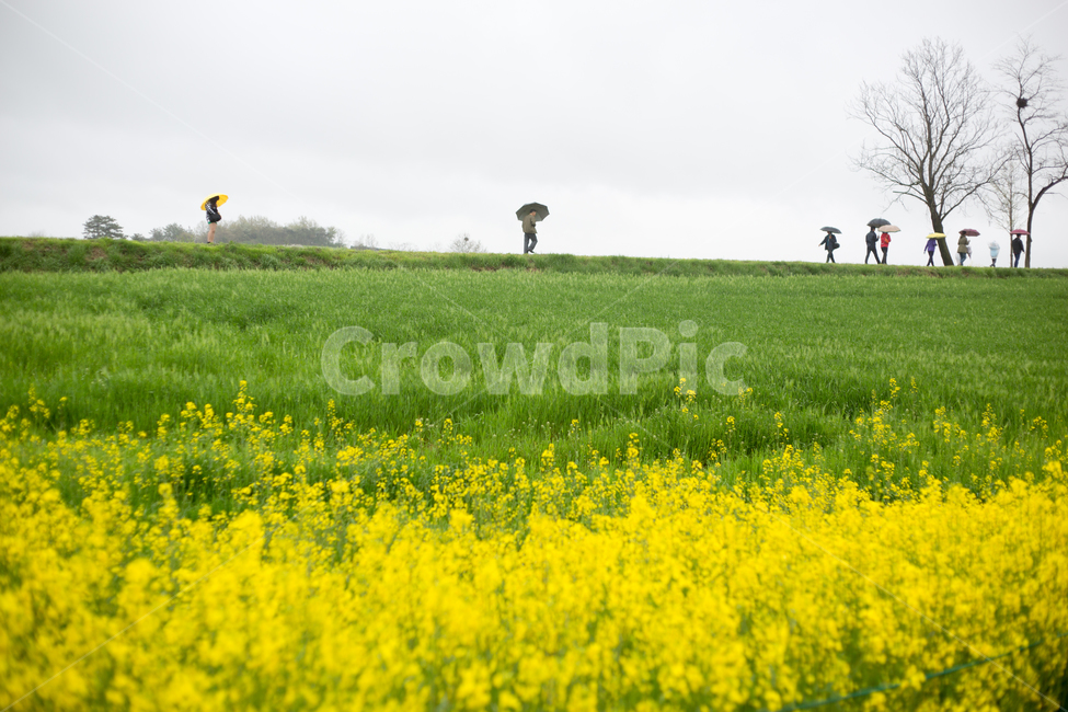 청보리,청보리밭,보리,학원농장,유채꽃,고창,봄,계절,spring,season,자연,풍경,nature,landscape,outdoors,옥외,grassland,목초지,field,들