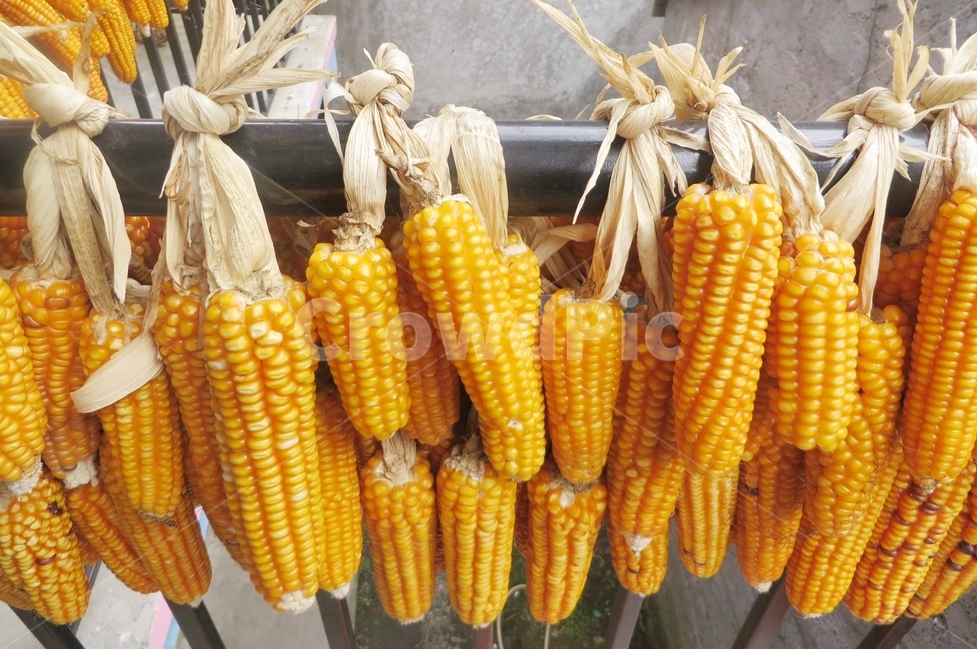 옥수수,콘,음식,식재료,식물,야채,자연풍경,시골풍경,전통,corn,팝콘,vegetable,노란,알갱이,껍질,popcorn,음식,식재료,요리,food,cook,meal,dishes,food reserves,곡류,곡식,cereals