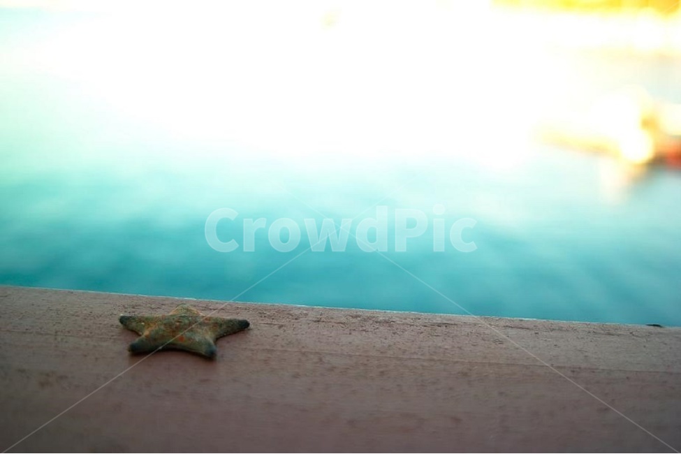 겨울바다,바다,불가사리,감성,배경,해변,바다,beach,sea