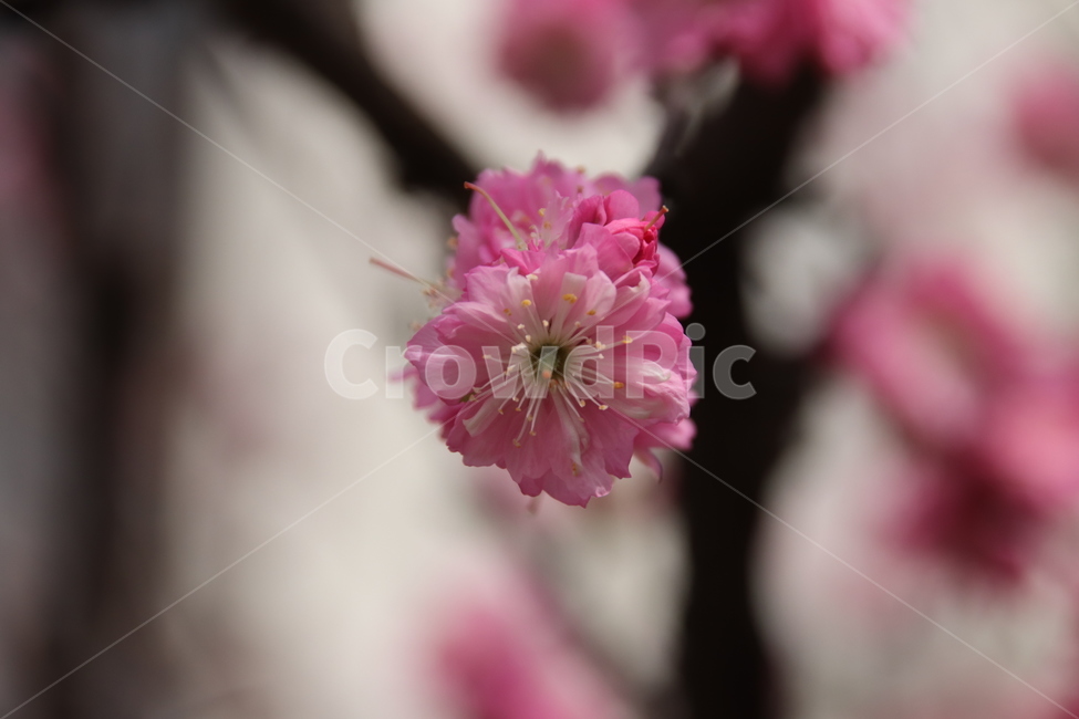 매화,매화꽃,꽃나무,자연,꽃,봄,계절,spring,season,식물,자연,plants,nature,꽃,flower,plant