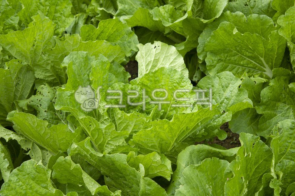 배추,신선한,녹색,자연,식물,배추잎,밭,농사,농업,농작물,배추밭,클로즈업,야채,채소