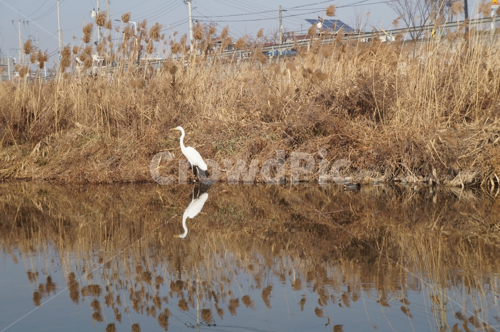 반영,백로,500원,강변,갈대,동물,animal,조류,새,birds