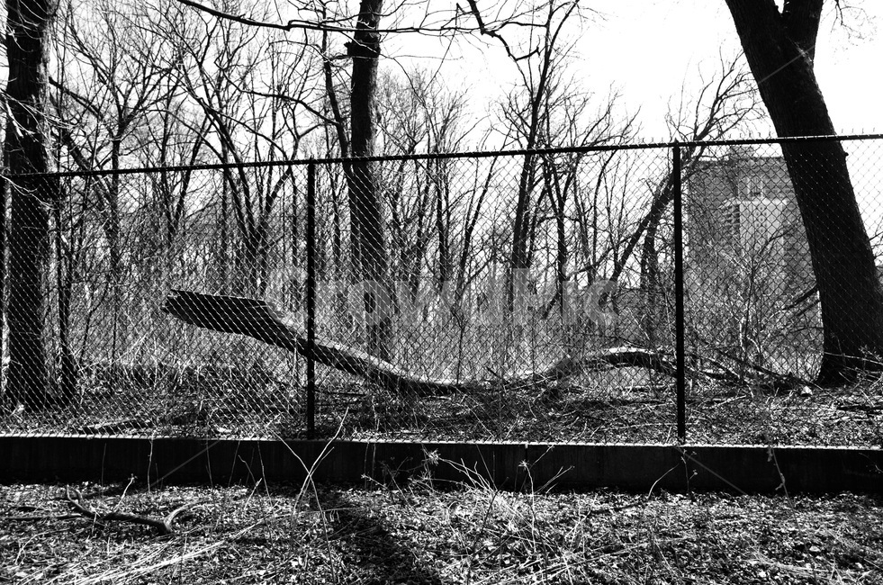outdoors,tree,park,nature,옥외,나무,자연,공원,흑백,모노톤,monochrome,black and white