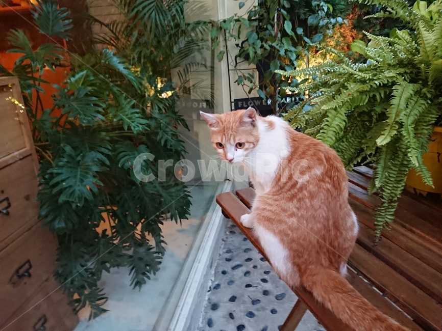 길고양이,노란고양이,고양이눈,고양이,치즈고양이,동물,animal,포유류,mammal,고양이,cat,kitten,kitty
