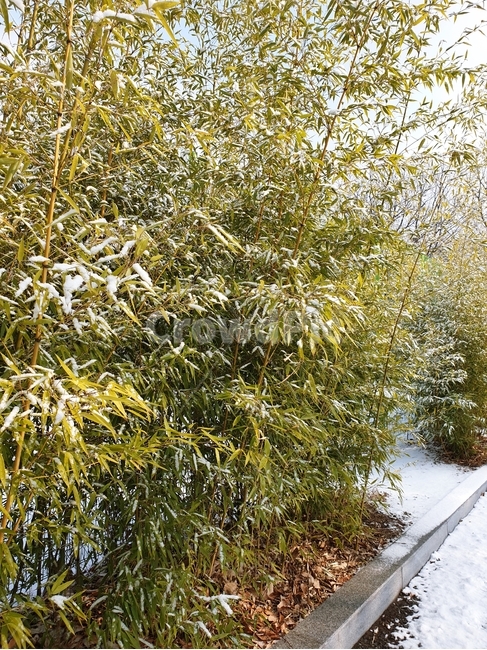 나무,풍경,배경,겨울,눈