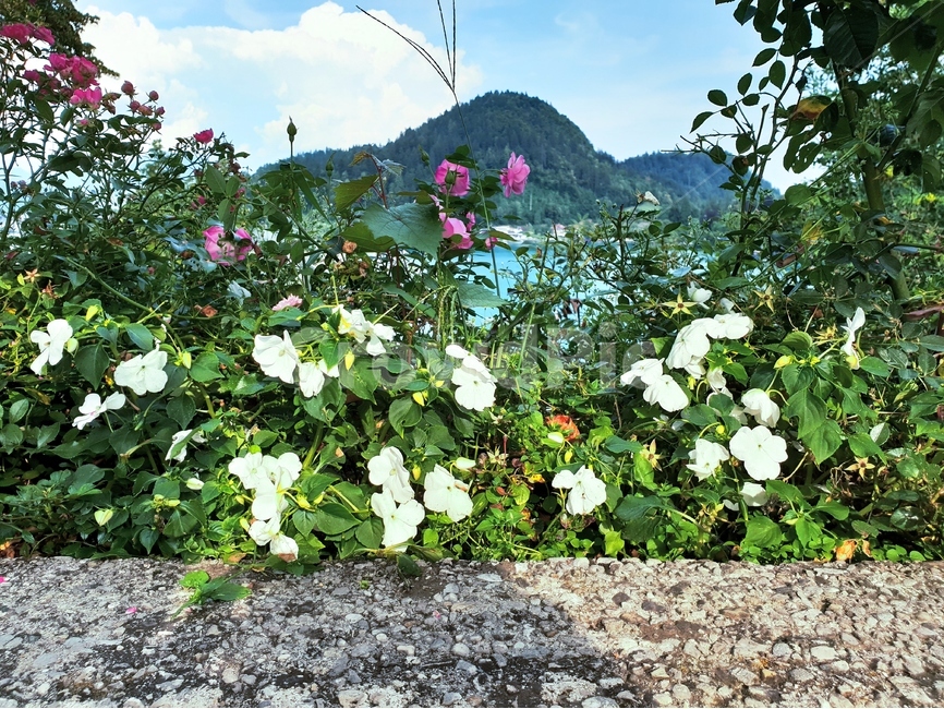 꽃,식물,flower,블레드섬,bled,블레드호수,island,자연,경치,풍경,nature,landscape,beldcastle,자연,풍경,nature,landscape,plant,outdoors,옥외