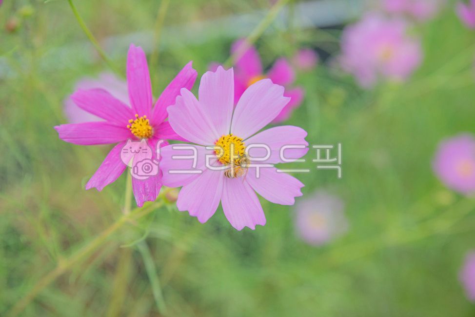 코스모스,가을,꽃,가을꽃,핑크,활짝,plant,식물