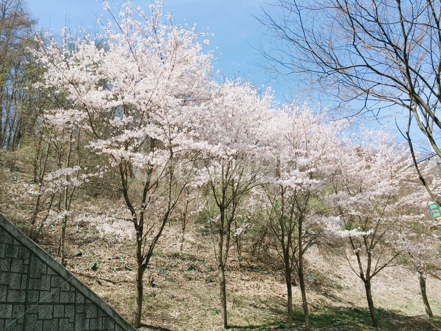 cherryblossom,벚꽃,blossom,꽃,식물,봄,봄,계절,spring,season,plant