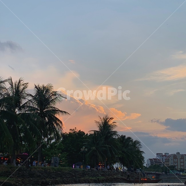 여름,summer,hoian,vietnam,palmtree,야자수,tree,river,lake,호수,sunset,선셋,노을녘,자연,풍경,nature,landscape