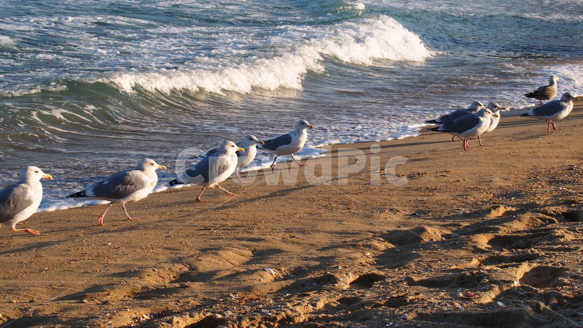 겨울바다,추암,갈매기,나란히,산책,해변,바다,beach,sea,동물,animal,조류,새,birds