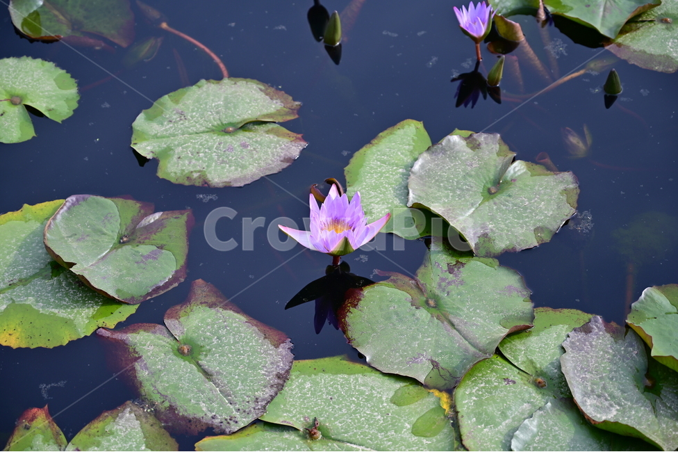 plant,식물,flower,blossom,꽃,연꽃,식물,자연,plants,nature
