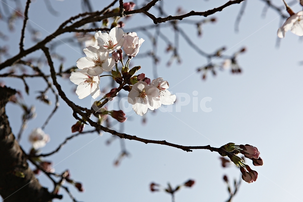 벗꽃,벗나무,꽃,봄꽃,벗꽃잎,꽃잎,식물,자연,공원,식물,자연,plants,nature,꽃,flower