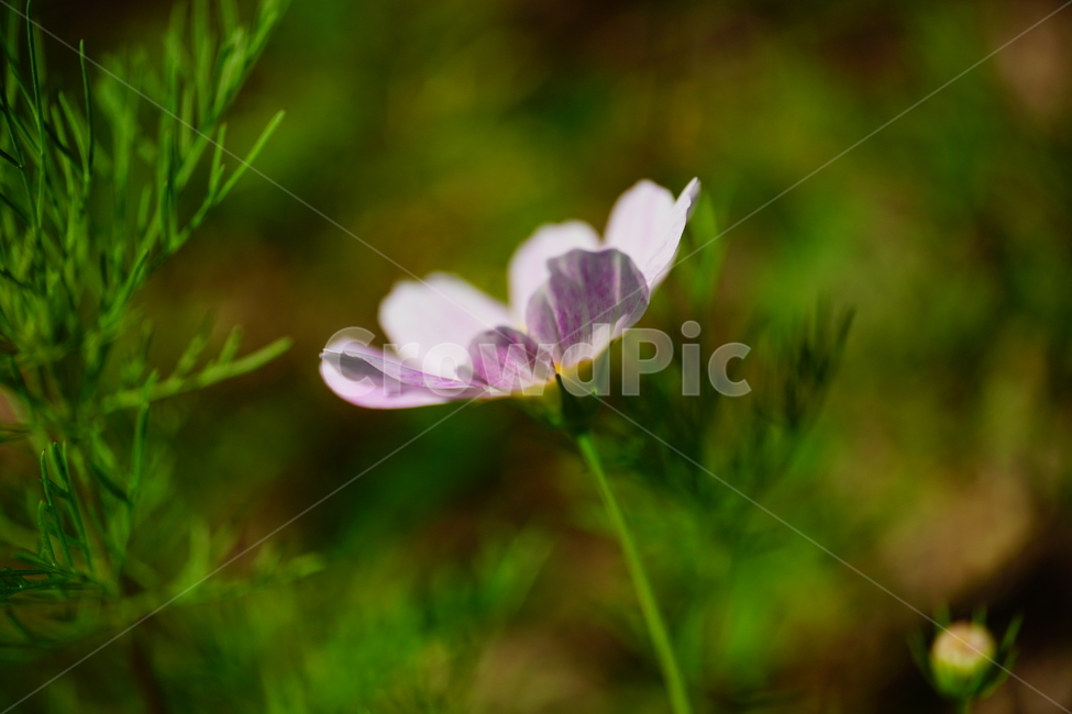 코스모스,cosmos,꽃,플라워,flower,자연,nature,식물,plants,가을,autumn,fall,9월,september,클로즈업,closeup,매크로,마크로,macro,접사,꽃사진,가을꽃,가을,계절,fall,autumn,season,식물,자연,plants,nature,꽃,flower,blossom,geranium,제라늄,plant