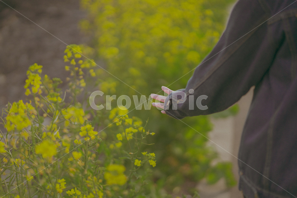유채,유채꽃,올레길,제주,꽃,jeju,봄,계절,spring,season,식물,자연,plants,nature,꽃,flower,사람,인물,인간,human,person,신체일부,몸,body,여행,휴가,traveling,vacation,trip,감성,sensible,feeling
