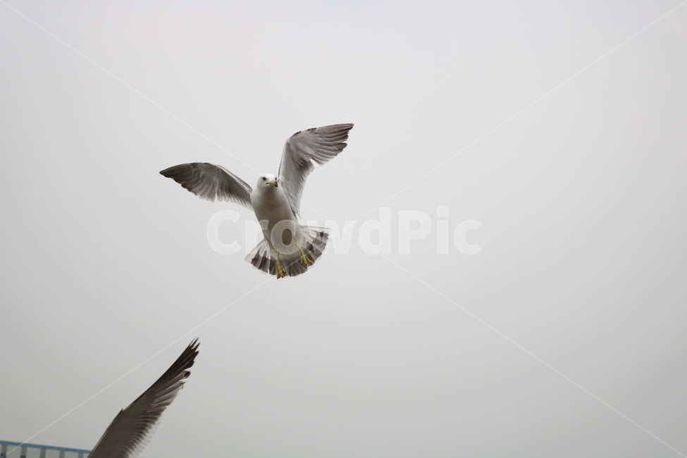 갈매기,새,조류,동물,하늘,동물,animal,조류,새,birds
