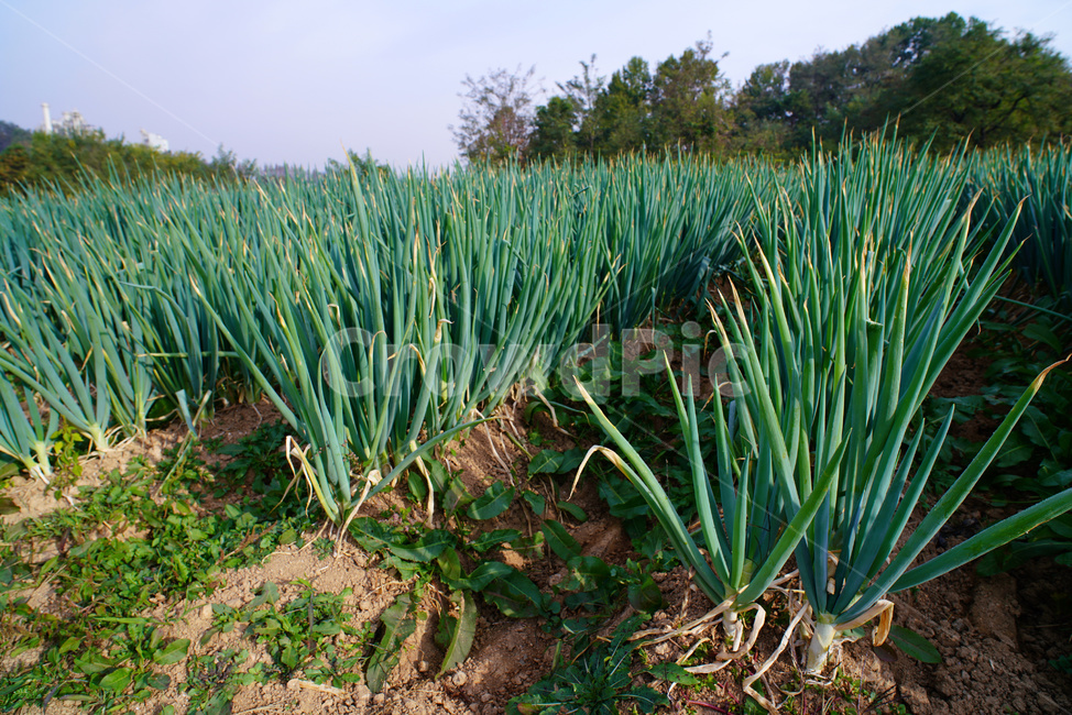 파,파밭,대파,농작물,파수확,채소,채소,야채,vegetables,농업,농사,agriculture,farming,farming industry