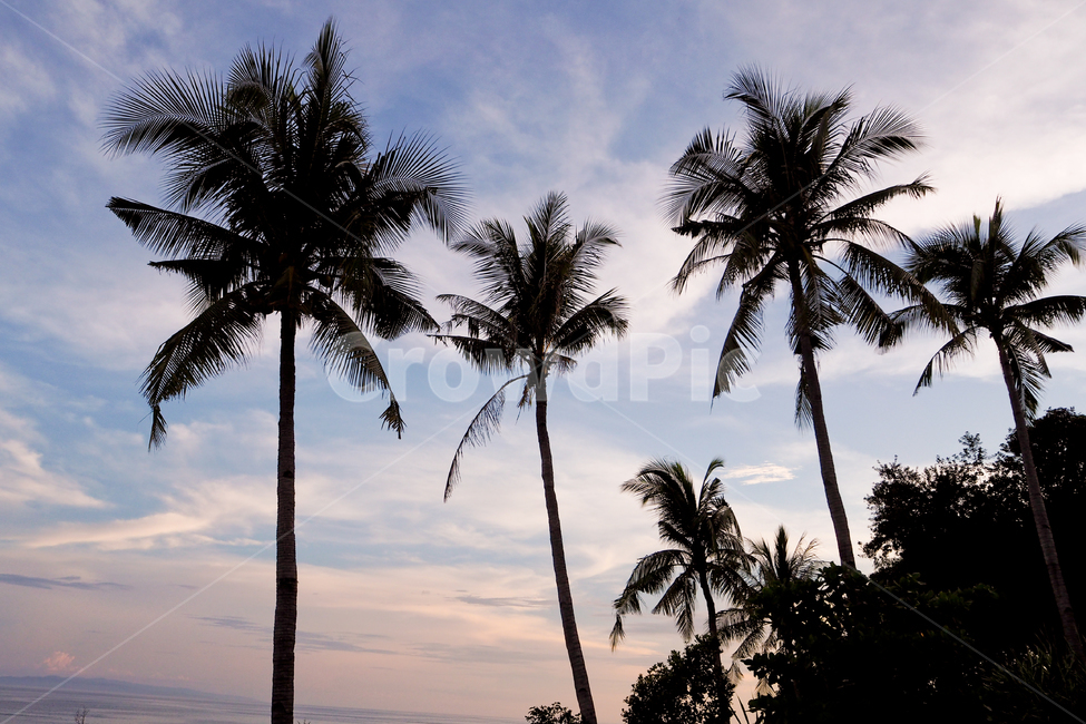 자연,풍경,하늘,구름,해외,동남아시아,nature,landscape,sky,cloud,overseas,southeastasia,야자수,나무,실루엣,노을,저녁,palmtree,trees,silhouette,sunset,evening,자연,풍경,nature,landscape,식물,plants,나무,trees,wood,실루엣,그림자,silhouette,shadow,summer,여름