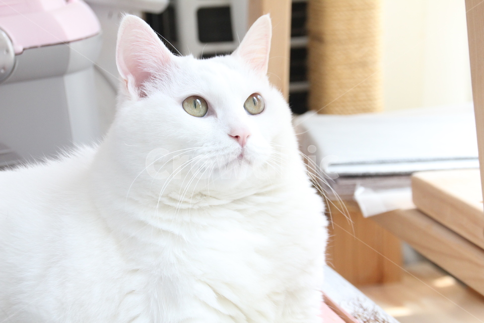 고양이,흰색고양이,반려동물,하얀고양이,중모고양이,터앙믹스묘,터키쉬앙고라,터앙,터앙화이트,고양이입술,고양이분홍코,고양이휴식,cat,whitecat,동물,animal,포유류,mammal,고양이,cat,kitten,kitty