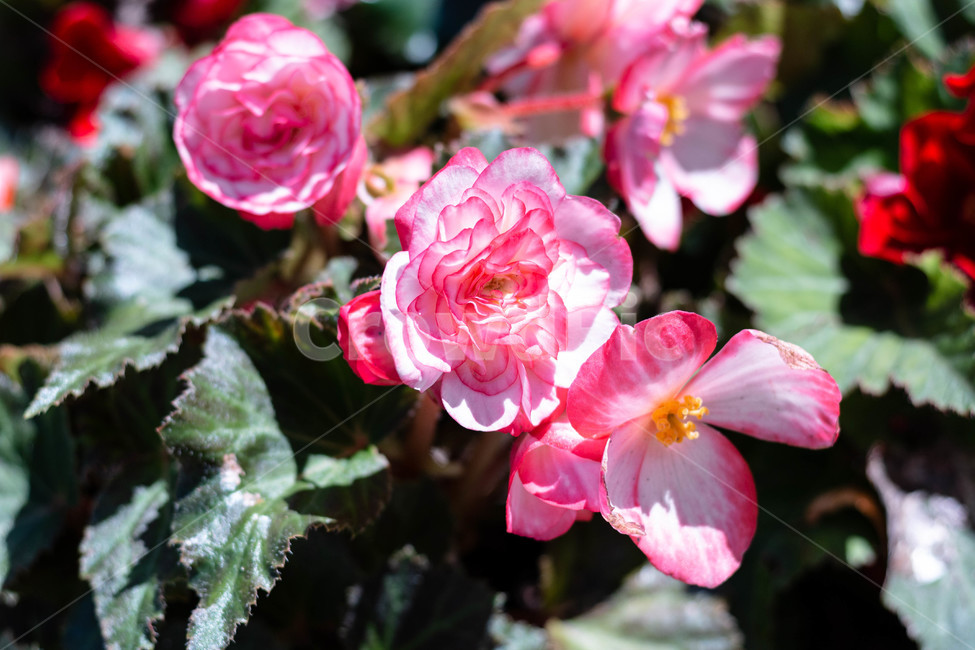 꽃,flower,분홍꽃,식물,자연,식물,자연,plants,nature,꽃,flower
