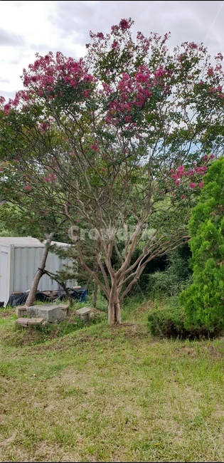 동백나무,시골,풍경,자연,나무,자연풍경,고향,숲,시골집,식물,자연,plants,nature,나무,trees,wood