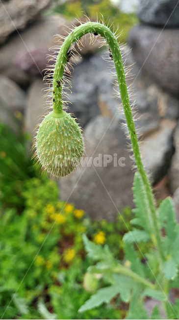 양귀비꽃,꽃,flower,자연,식물