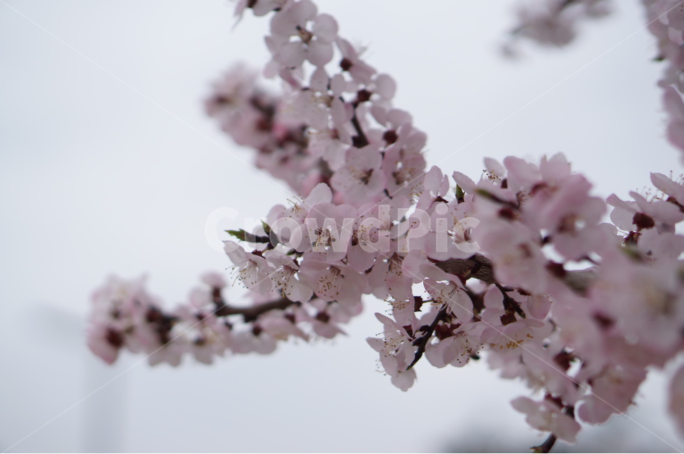매화,핑크,봄,나무,향기,맑음,봄,계절,spring,season,식물,자연,plants,nature,꽃,flower,plant,blossom