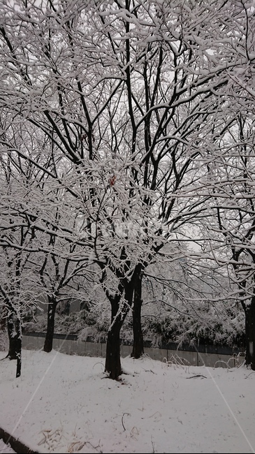 snow,눈,겨울,나무,가로수,겨울,계절,winter,season